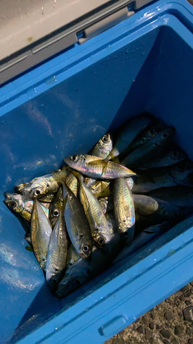 アジの釣果