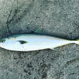 釣り好きママさんの釣果