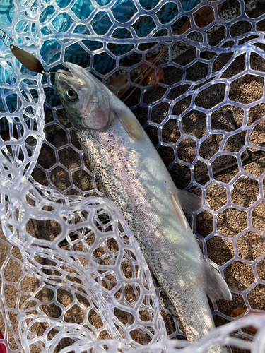 ニジマスの釣果