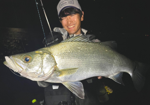 ヒラスズキの釣果