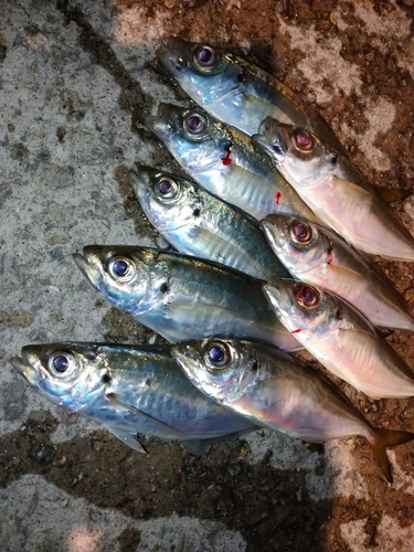 アジの釣果