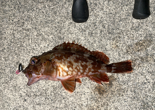 カサゴの釣果