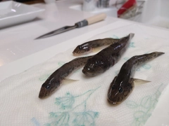 ウロハゼの釣果