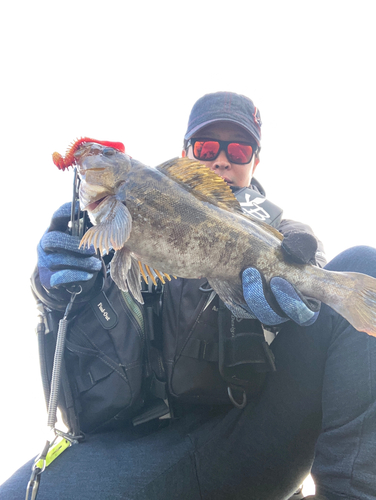 アブラコの釣果