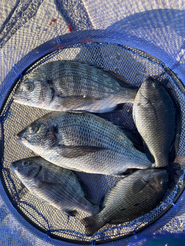 チヌの釣果