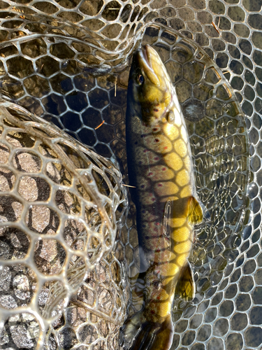 ブラウントラウトの釣果