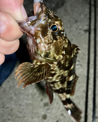 カサゴの釣果