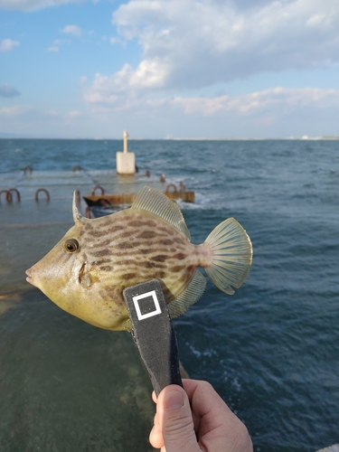 カワハギの釣果