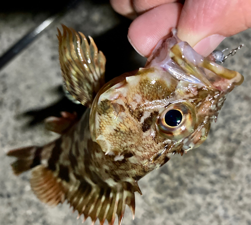 カサゴの釣果