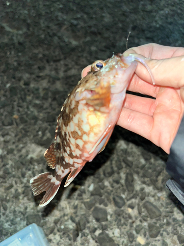 カサゴの釣果