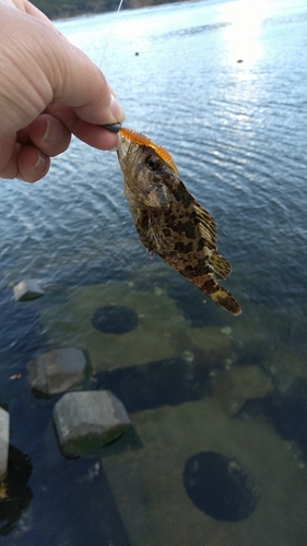 タケノコメバルの釣果