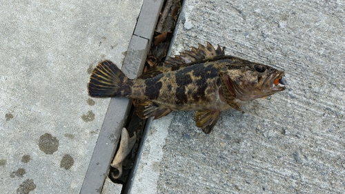 タケノコメバルの釣果