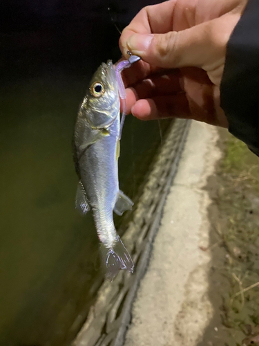 セイゴ（マルスズキ）の釣果