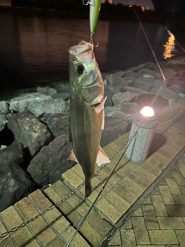 フッコ（マルスズキ）の釣果