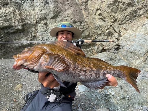 アイナメの釣果