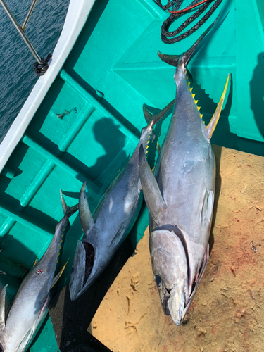 キハダマグロの釣果