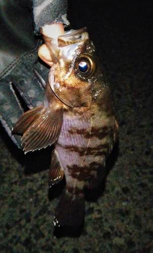 シロメバルの釣果