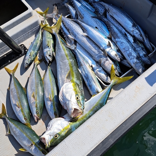 メジロの釣果