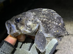 クロソイの釣果