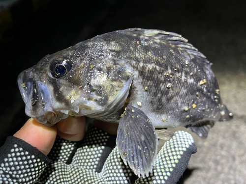 クロソイの釣果