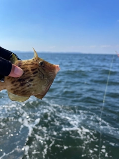 カワハギの釣果