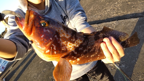 キジハタの釣果