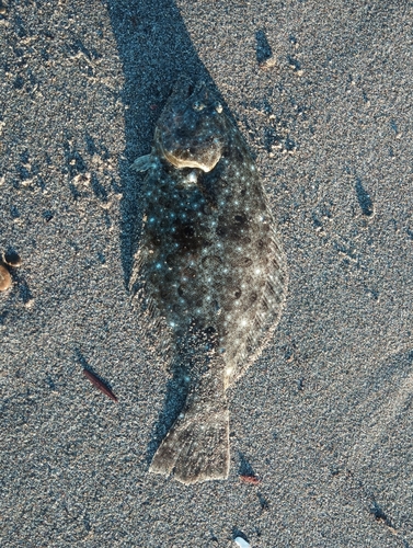 ソゲの釣果