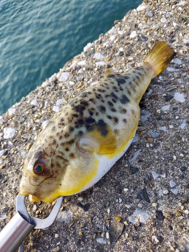 アカメフグの釣果