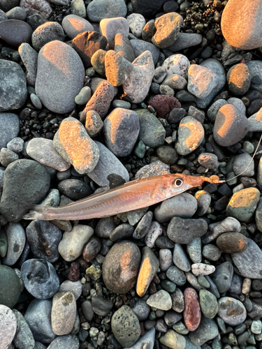 キスの釣果