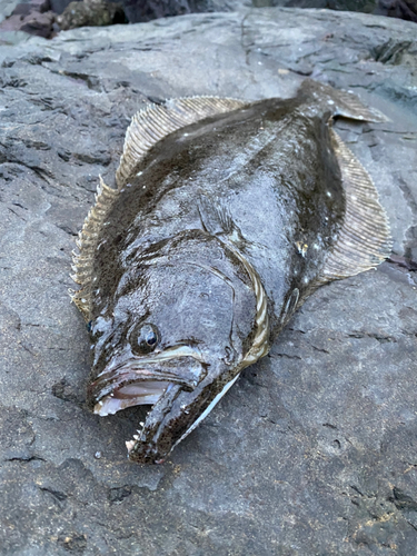 ソゲの釣果