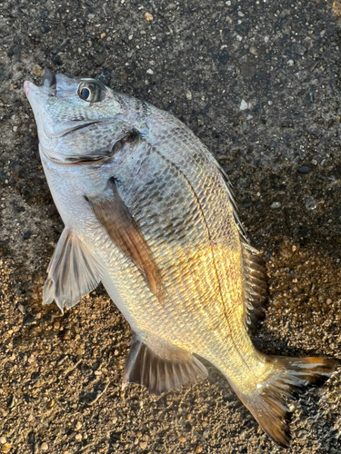 チヌの釣果