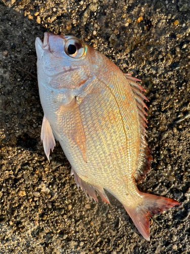 チャリコの釣果