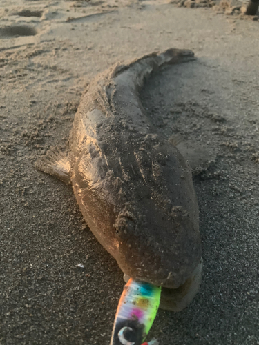 マゴチの釣果