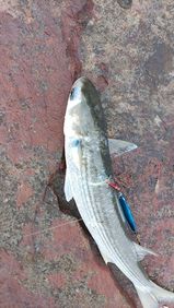 ボラの釣果