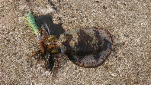 アオリイカの釣果