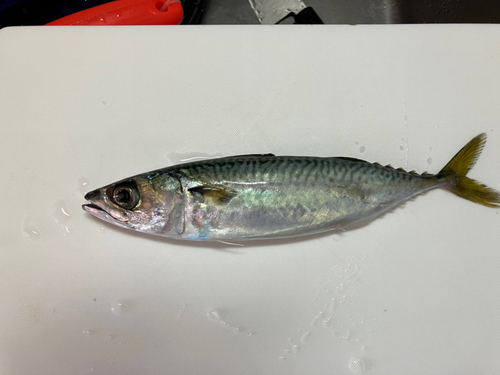 サバの釣果