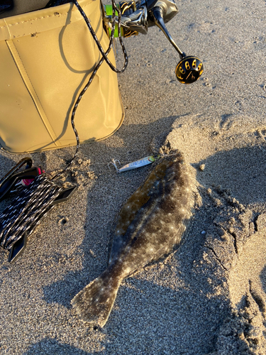 ソゲの釣果