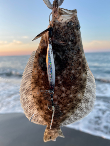 ソゲの釣果