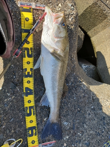 フッコ（マルスズキ）の釣果