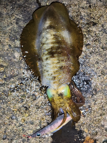 アオリイカの釣果