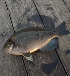 メジナの釣果