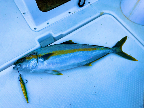 ヒラマサの釣果