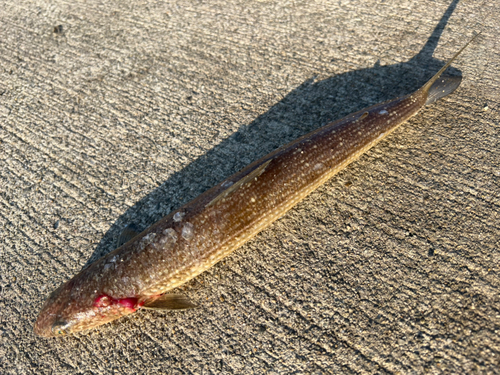 エソの釣果