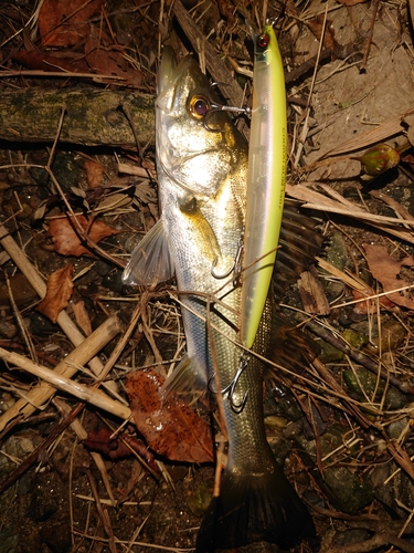 セイゴ（マルスズキ）の釣果