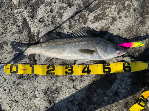 シーバスの釣果