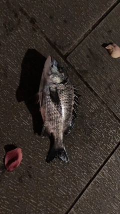 チヌの釣果