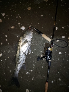 セイゴ（マルスズキ）の釣果