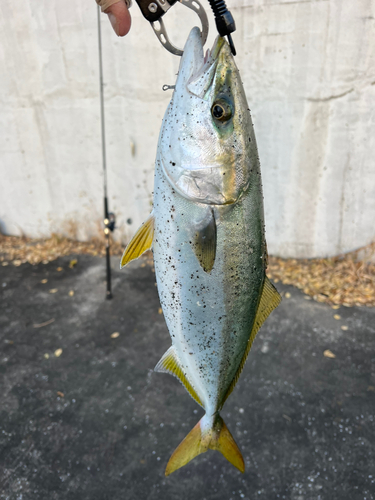 ハマチの釣果