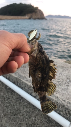 タケノコメバルの釣果