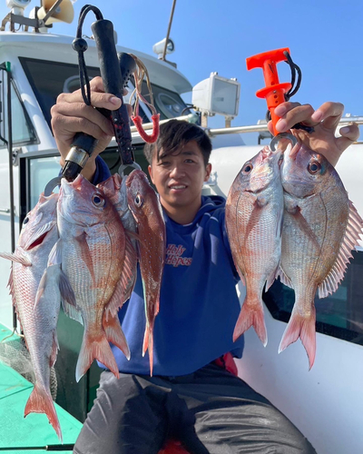 マダイの釣果